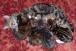 kittens2 14Dec2003.jpg (91573 bytes)