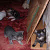kittens3 13Dec03.jpg (66476 bytes)