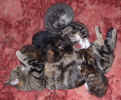 kittens4 13Dec03.jpg (89289 bytes)