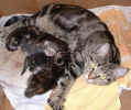 kittens8 15Nov2003.jpg (88536 bytes)