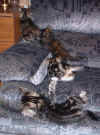 mad kittens4 23Dec03.jpg (70680 bytes)