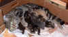 2003_1110_kittens2.JPG (104041 bytes)