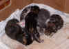 2003_1110_kittens3.JPG (79368 bytes)