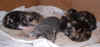2003_1110_kittens4.JPG (72213 bytes)