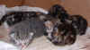 2003_1110_kittens5.JPG (71257 bytes)
