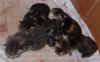 2003_1110_kittens7.JPG (63000 bytes)