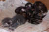 2003_1110_kittens8.JPG (59897 bytes)