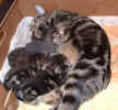 Pepsi&kittens 20Nov03.JPG (67886 bytes)