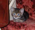 Tabby 14Dec2003.jpg (59798 bytes)