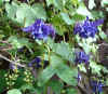 blue aquilegia 5May03.JPG (69689 bytes)