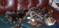 cats1 06Mar05.jpg (87602 bytes)