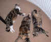 cats1_11Nov04.jpg (85829 bytes)