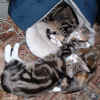 cats2 07Mar04.jpg (90716 bytes)