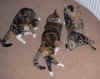 cats2_11Nov04.jpg (79935 bytes)