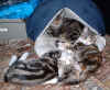 cats4 07Mar04.jpg (96356 bytes)