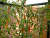 cayenne peppers1_24Sep04.jpg (102491 bytes)