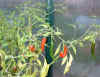 cayenne peppers3_24Sep04.jpg (105722 bytes)