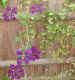clematis Gipsy queen1 05Jun04.jpg (77990 bytes)