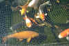 fish01 09Apr05.jpg (154944 bytes)