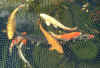 fish04 09Apr05.jpg (143880 bytes)
