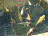 fish06 09Apr05.jpg (151049 bytes)