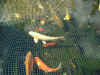 fish08 09Apr05.jpg (146559 bytes)