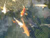 fish09 09Apr05.jpg (151345 bytes)