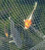 fish10 09Apr05.jpg (98315 bytes)