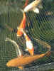 fish16 09Apr05.jpg (100027 bytes)