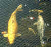 fish6 16Mar03.JPG (70814 bytes)