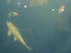 fish 8 22Mar03.JPG (21211 bytes)