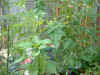 gh peppers & toms 18May03.JPG (82336 bytes)