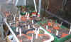 greenhouse 4Mar03.JPG (71423 bytes)