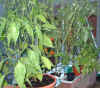 grnh toms & peppers 19Jun03.JPG (67336 bytes)