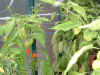 grnhs_chillies1_22aug04.jpg (91112 bytes)