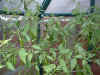 grnhs_chillies2_22aug04.jpg (96978 bytes)