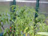 grnhs_chillies3_22aug04.jpg (97132 bytes)