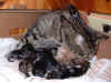 kitten3 8Nov2003.jpg (110332 bytes)