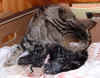 kitten4 8Nov2003.jpg (115264 bytes)