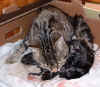 kitten5 8Nov2003.jpg (102067 bytes)