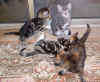 kittens1 29Dec03.JPG (87280 bytes)
