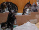 kittens1 8Dec03.jpg (69213 bytes)