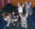 kittens2 24Dec03.JPG (79599 bytes)