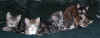 kittens2 4Jan04.JPG (41257 bytes)