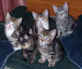 kittens3 24Dec03.JPG (76189 bytes)
