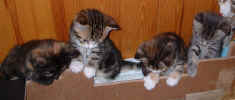 kittens3 8Dec03.jpg (65852 bytes)
