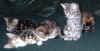 kittens6 4Jan04.JPG (74425 bytes)