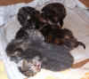 kittens7 14Nov2003.jpg (78337 bytes)