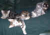 kittens7 4Jan04.JPG (72869 bytes)