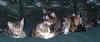 kittens8 4Jan04.JPG (44570 bytes)